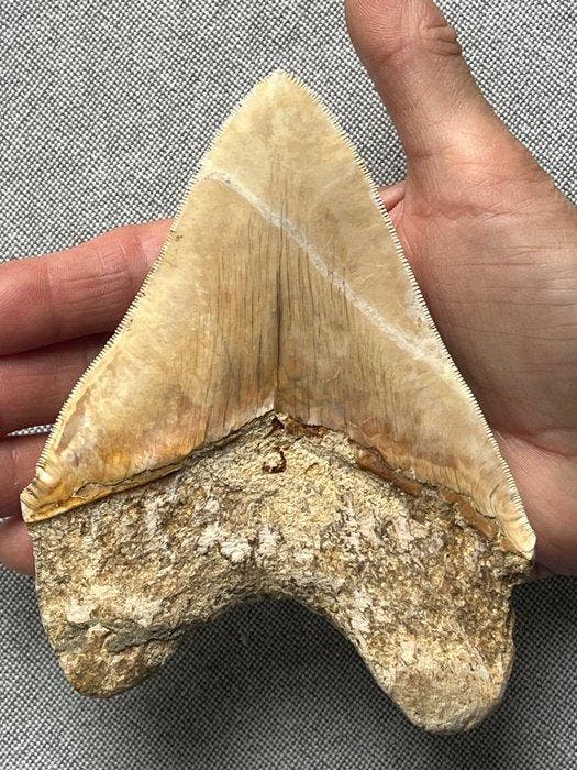 Grote Megalodon-tand, 13,8 cm - Fossiele tand - Carcharocles, Verzamelen, Mineralen en Fossielen