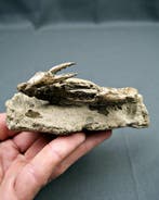 Crabe épineux - Squelette fossile - Charybdis lucifer, Verzamelen