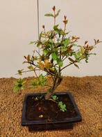 Bonsaï de Grenadier Commun (Punica granatum) - Hauteur