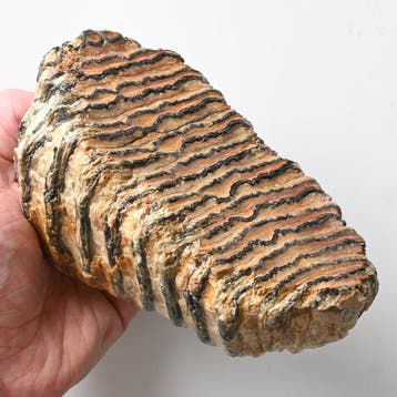 Mammouth laineux - Dent fossile - Mammuthus primigenius - 14