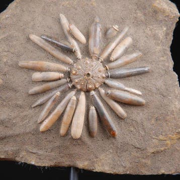 Fossiel Echinoïde op matrix - Asterocidaris Bistriata -, Nieuw