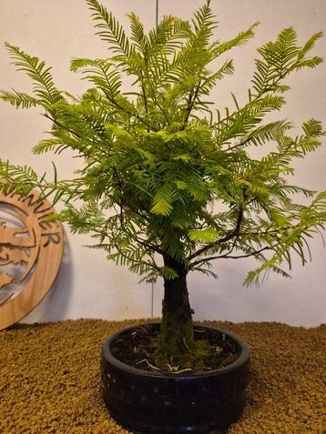 Kustmammoetboom bonsai (Sequoia) - Hoogte (boom): 48 cm -