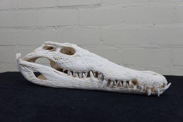 Nile Crocodile 39 cm Schedel - Crocodylus niloticus (with, Verzamelen, Nieuw