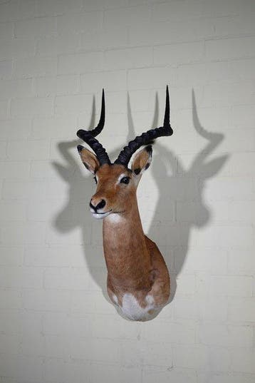 Impala Taxidermie wandmontage - Aepyceros melampus - 95 cm -, Collections