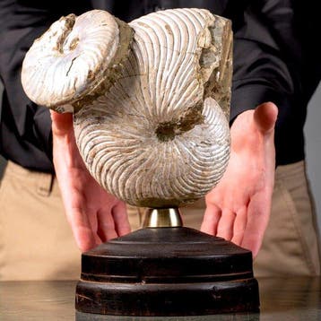 Zeldzame iriserende glans op de schelp - Kunstzinnige basis