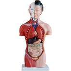 Anatomisch model vrouwelijk torso 42 cm ST-ATM 53, Verzenden, Nieuw