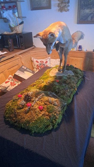 Rode vos Taxidermie volledige montage - Fox jung fuchs Joung, Verzamelen, Dierenverzamelingen