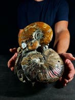 Belangrijk Albiano-blok - Gefossiliseerd dier - 26 cm - 23, Nieuw