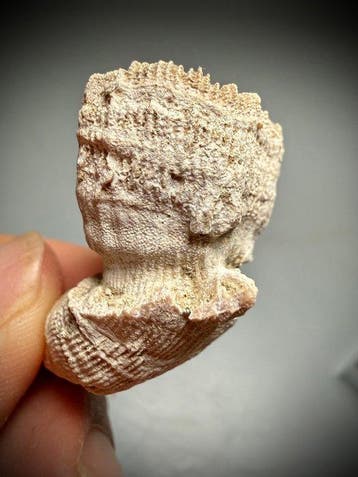 Uitzonderlijke Pliocene koraalasociatie – Twee soorten