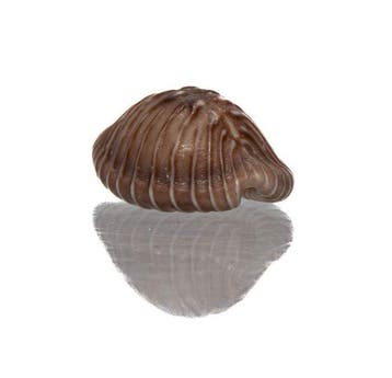 Pusula radians (20 mm) - TAILLE GÉANTE - GEM parfait Rare, Collections
