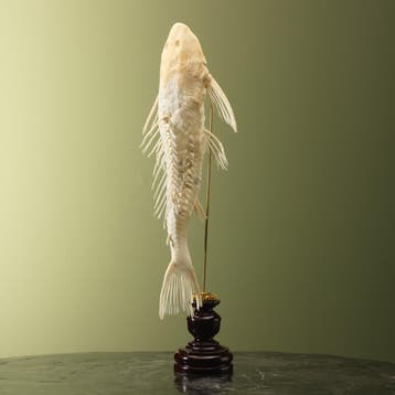 Zuignapharnasmeerval Skelet, Ophalen of Verzenden, Opgezet dier