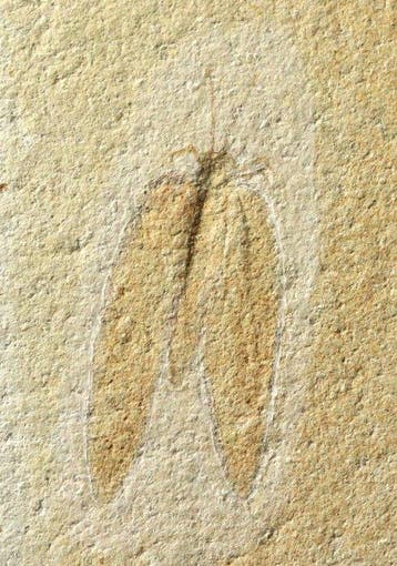 Un insecte fossile finement conservé (6,7 cm !! ) - Animal, Verzamelen