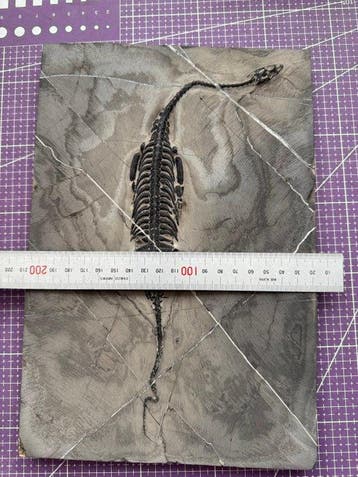 Fossiel reptiel: Keichousaurus – zeldzaam getuigenis uit het