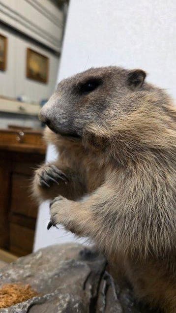 alpen marmot Taxidermie volledige montage - Marmota mamotal, Nieuw