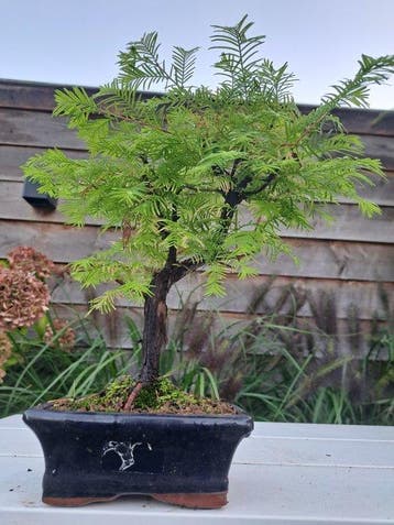 Metasequoia bonsai dans un bol à bonsaï - Hauteur (arbre) :