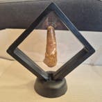 Dinosaure Dent - Spinosaurus Aegyptiacus - 20 mm - 10 mm -