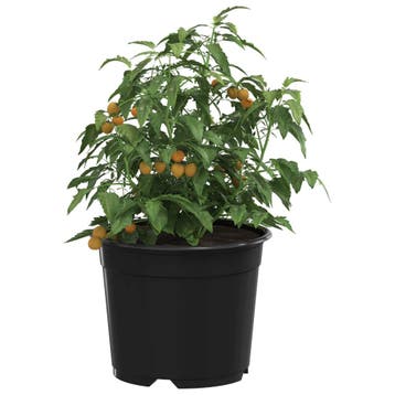 vidaXL Ronde Bloempot 50 st Zwart Ø 10 x 8 cm Kunststof, Verzenden