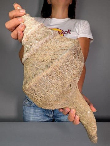 Syrinx aruanus avec périostracum naturel Coquillage marin -