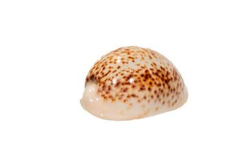 Pantherkauri-slak – Cypraea pantherina albonitens – GEM, Verzamelen, Nieuw