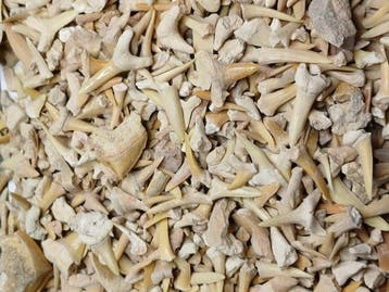 Requin - Dents fossiles - meerdere soorten (Sans prix de