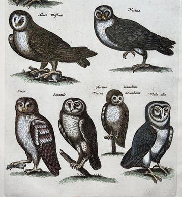 Matthäus Merian (1593-1650) Hand coloured folio, birds: Owls