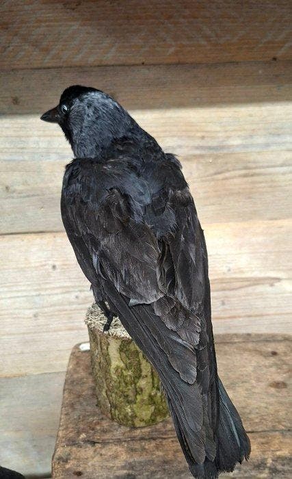 kauw Taxidermie volledige montage - coloeus monodule - 28 cm, Antiek en Kunst, Curiosa en Brocante