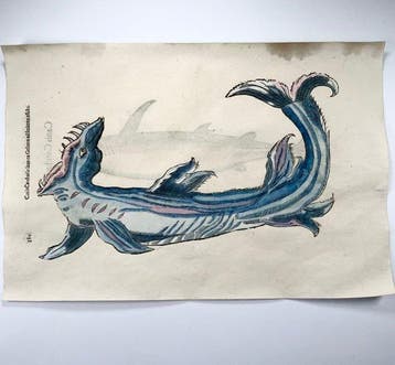 Aldrovandi; Fish: Monster Shark - hand coloured folio - 1638