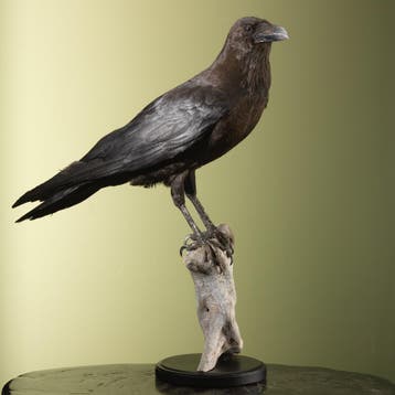 Bruinnekraaf Taxidermie Opgezette Dieren By Max, Ophalen of Verzenden, Nieuw, Vogel, Opgezet dier