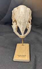 scharlakenara Schedel - (Ara macao) - Museum Grade Replica -