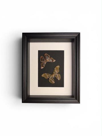 Papillon de nuit Support de corps entier pour taxidermie -
