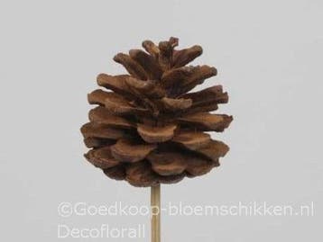 Dennenappels op draad/stick grootverpakking cinnamon doos, Nieuw