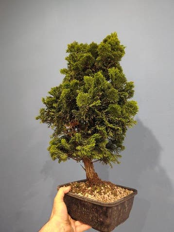 Hinoki cipres bonsai (Chamaecyparis obtusa) - Hoogte (boom):