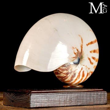 Nautilus Pompilius op houten- en agaatstand – De Schelp der