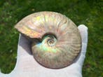 Parelmoer-ammoniet - Gefossiliseerd dier - Cleoniceras, Verzamelen