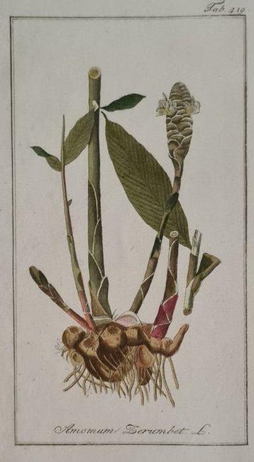 Johannes Zorn. J Sepp - 10 handgekleurde kopergravures oa.