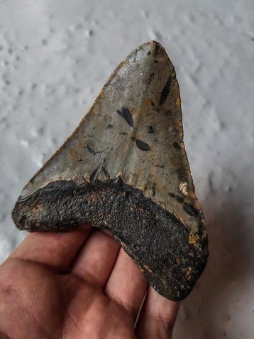 Mégalodon - Dent fossile - 10.2 cm - 8.5 cm, Verzamelen