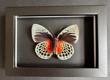 Papillon Support de corps entier pour taxidermie - Agrias