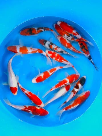 Hirasawa Marusei 22-27cm (Japanse Koi), Ophalen of Verzenden