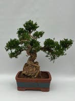 Buxus harlandii - Hauteur (arbre) : 48 cm - Profondeur