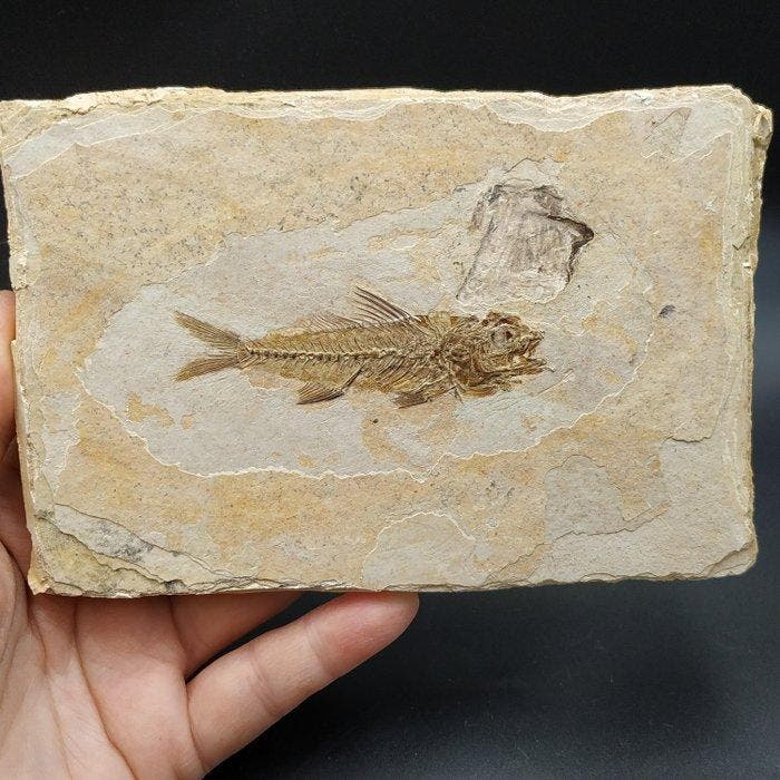 Vis - Fossiele plaatmatrix - Dapalis macrurus, Verzamelen, Mineralen en Fossielen