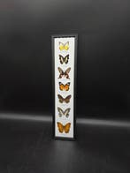 Cadre de présentation- Vrais papillons - Bois, Verre - XL 53