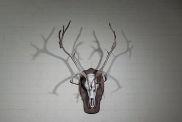 Reindeer skull with Antlers - Norway Schedel met gewei -, Nieuw