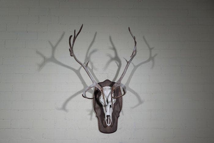Reindeer skull with Antlers - Norway Schedel met gewei -, Verzamelen, Dierenverzamelingen