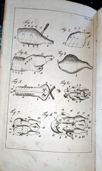 Braun, Louise - Neuestes allgemein verständliches Kochbuch -