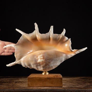 Spider Conch - Topkwaliteit - Grote maat - Isole Bawe -, Verzamelen, Nieuw