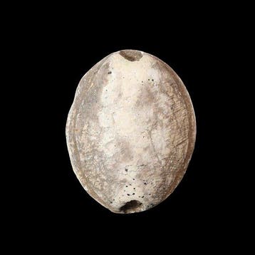 Oude Egypte, Nieuwe rijk Speksteen Cowroid met hiërogliefen, Antiek en Kunst