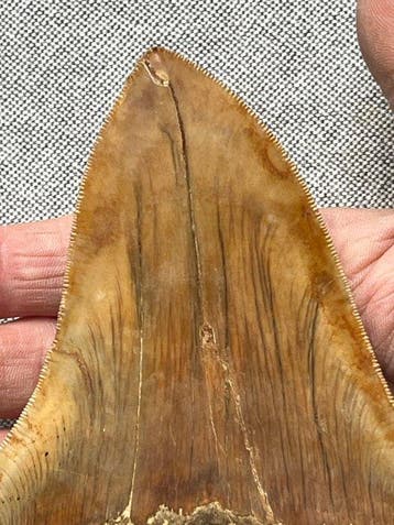Groot Megalodon-tand 14,7 cm - Fossiele tand - Carcharocles
