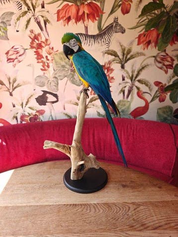 Ara Taxidermie volledige montage - Primolius maracana - 0 cm