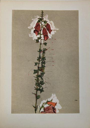 Egon Schiele (1890-1918) (after) - Roter Fingerhut (1910)