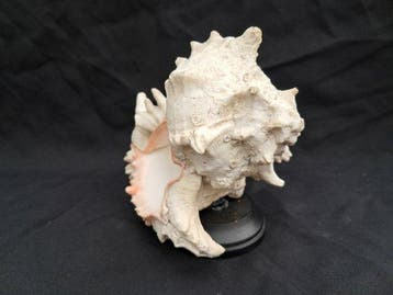 murex - Gefossiliseerde schelp - murex - 17 cm - 20 cm